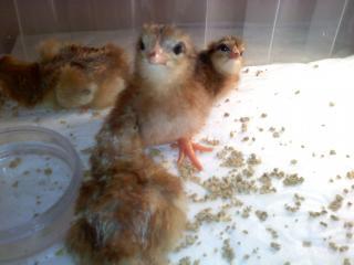 38739_022710_rir_chick.jpg