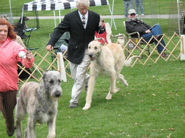 38769_irishwolfhound_001.jpg
