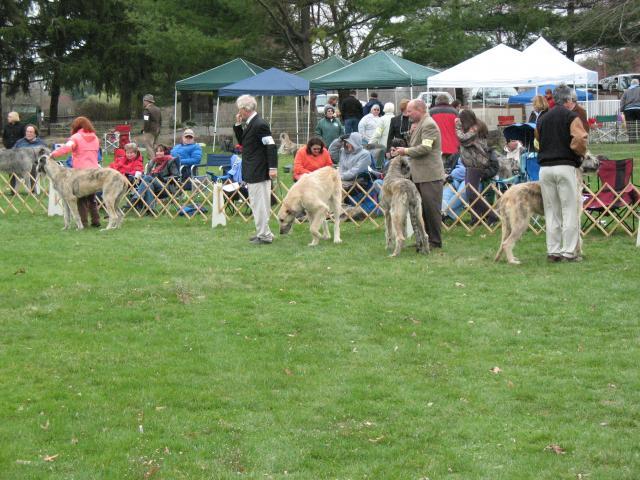 38769_irishwolfhound_006.jpg