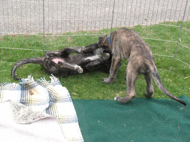 38769_irishwolfhound_011.jpg