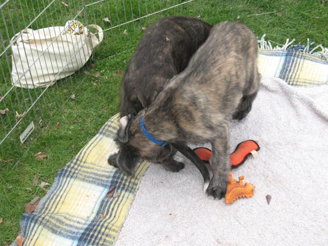 38769_irishwolfhound_012.jpg
