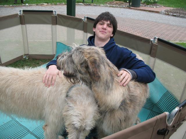 38769_irishwolfhound_030.jpg