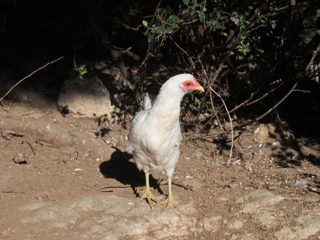 38781_dscn0002.jpg