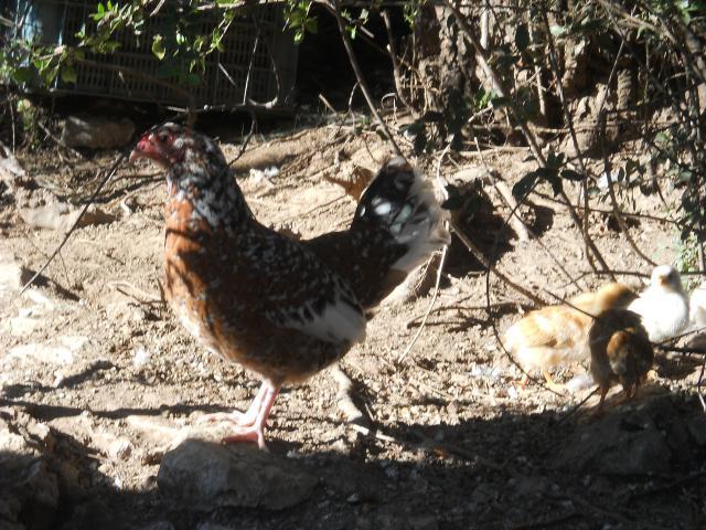 38781_dscn0003.jpg
