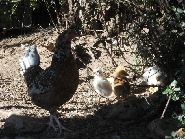 38781_dscn0004.jpg