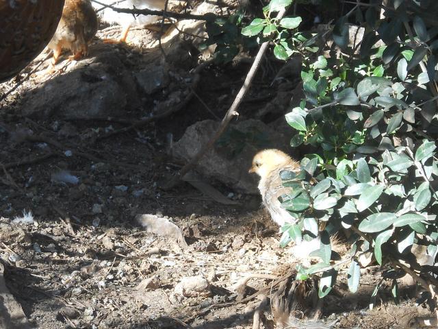 38781_dscn0005.jpg