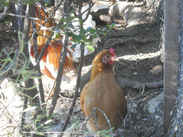 38781_dscn0008.jpg