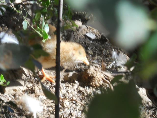 38781_dscn0009.jpg