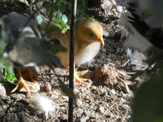 38781_dscn0010.jpg