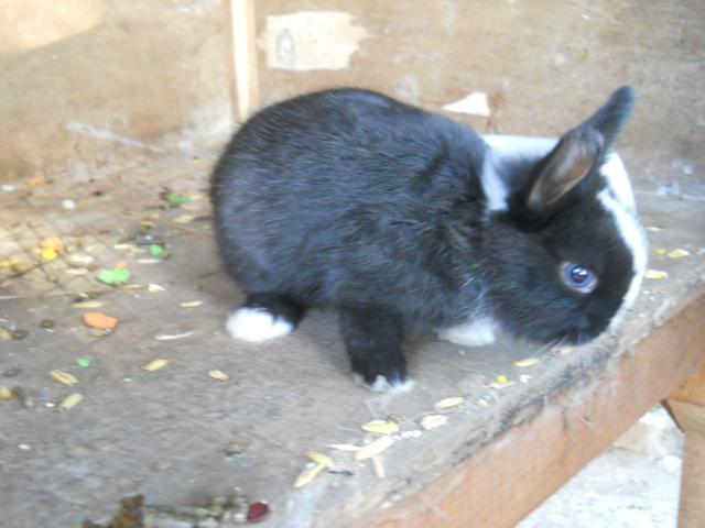 38781_dscn0026.jpg