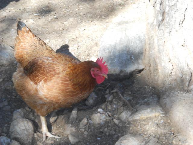38781_dscn0031.jpg
