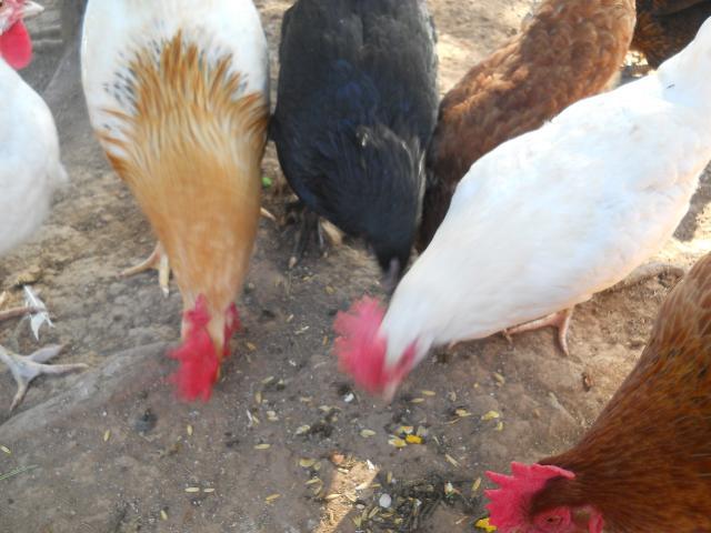 38781_dscn0036.jpg