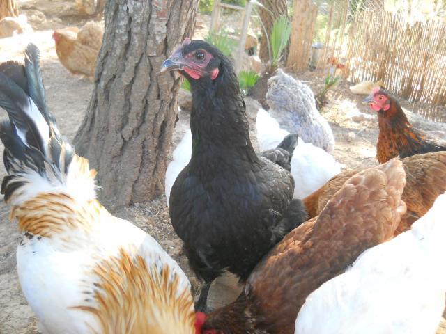 38781_dscn0037.jpg