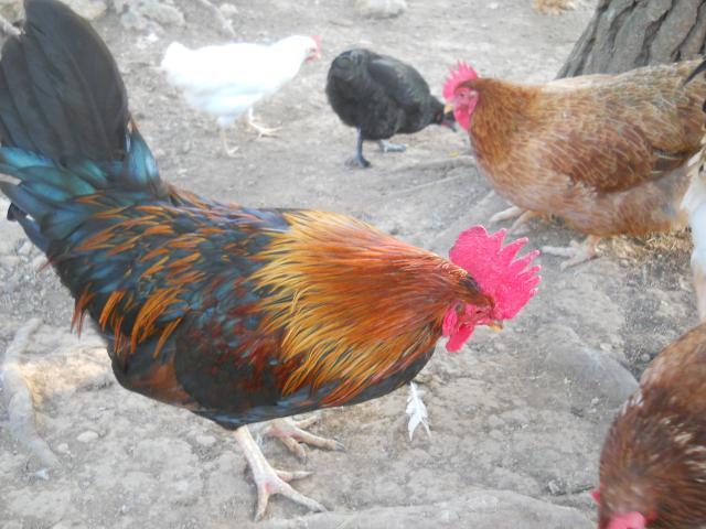 38781_dscn0038.jpg