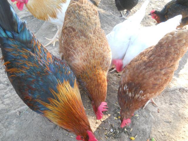 38781_dscn0040.jpg