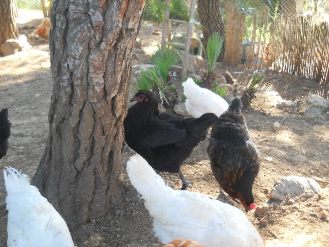 38781_dscn0045.jpg