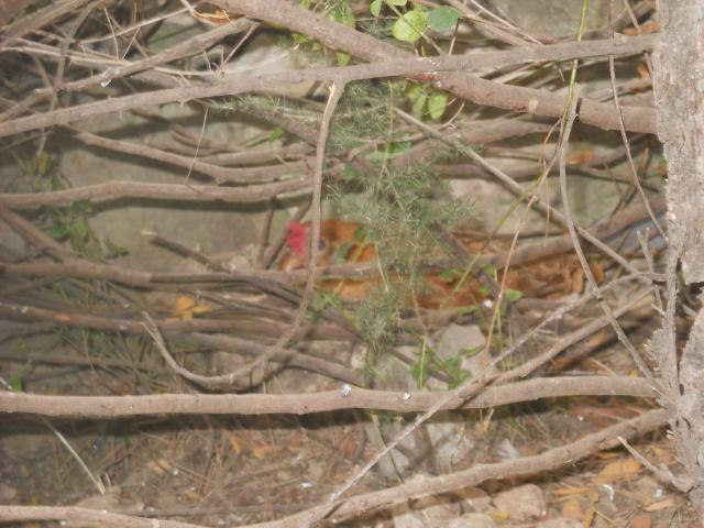 38781_dscn2523.jpg