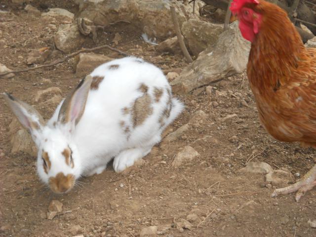 38781_dscn2531.jpg