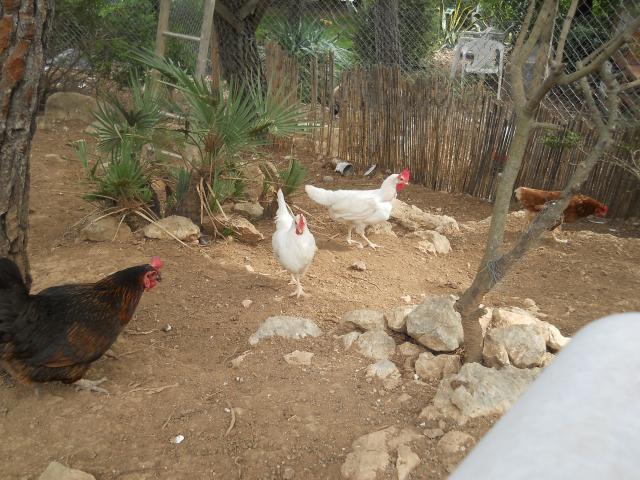 38781_dscn2542.jpg