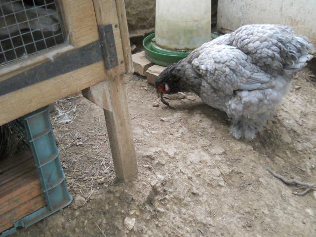 38781_dscn2566.jpg