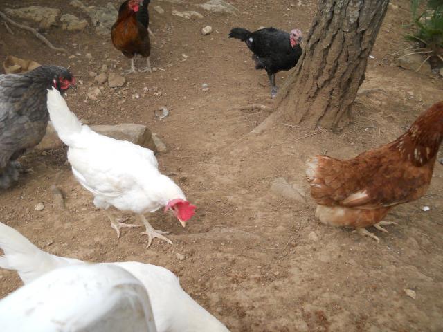 38781_dscn2569.jpg