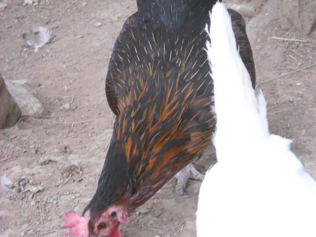 38781_dscn2574.jpg