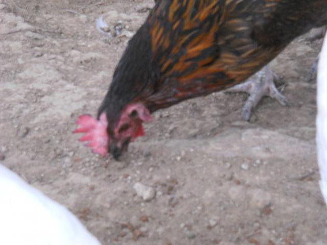 38781_dscn2575.jpg