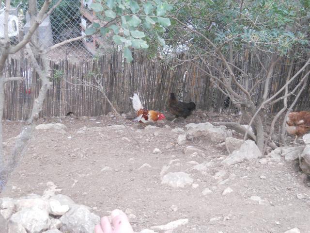 38781_dscn2583.jpg
