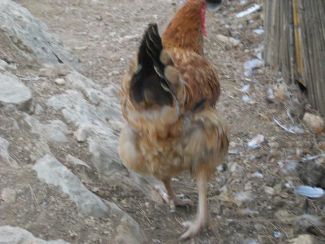 38781_dscn2595.jpg