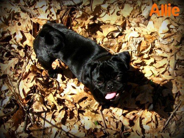 38795_allie_leaf.jpg