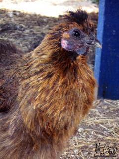 38795_baby_cheyanne_chickens_049.jpg