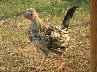 38795_chickens_005.jpg