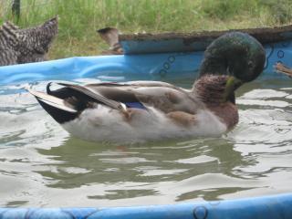 38795_chickens_and_ducks_002.jpg