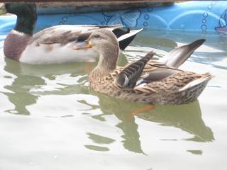 38795_chickens_and_ducks_027.jpg