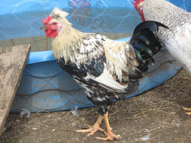 38795_chickens_and_ducks_034.jpg