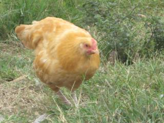38795_chickens_and_ducks_039.jpg