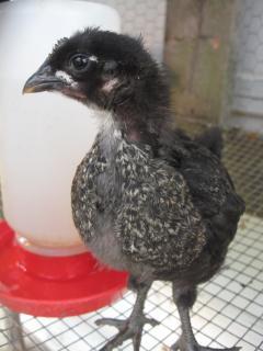 38795_chicks_059.jpg