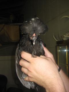 38795_new_chickens_003.jpg