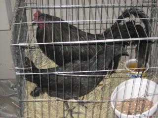 38795_new_chickens_007.jpg