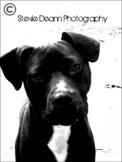 38795_photo1daisy.jpg