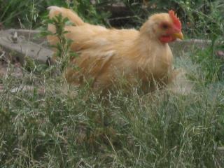 38845_chicks_072.jpg