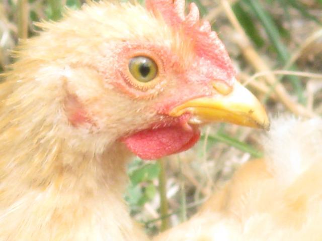 38845_chicks_079.jpg