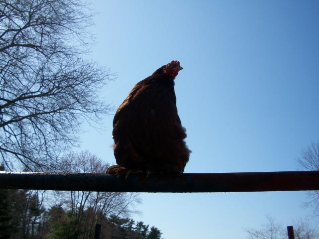 38859_100_3103.jpg