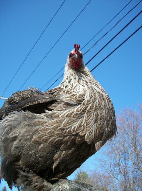 38859_100_3121.jpg