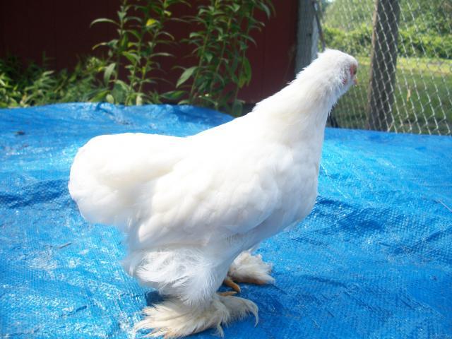38859_chicken_1.jpg