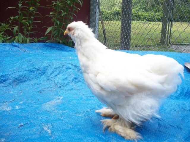 38859_chicken_2.jpg