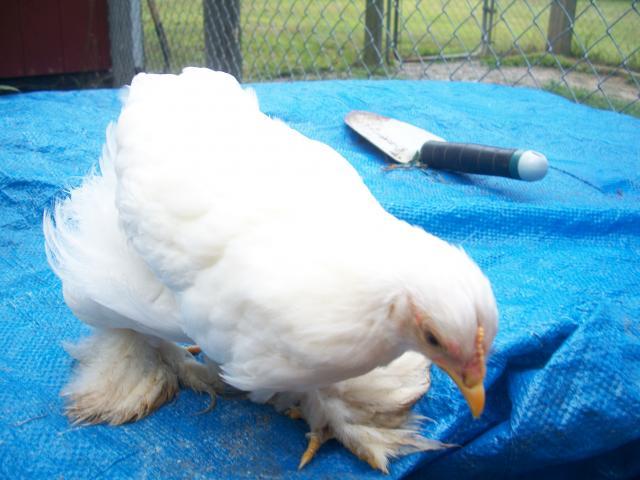 38859_chicken_4.jpg