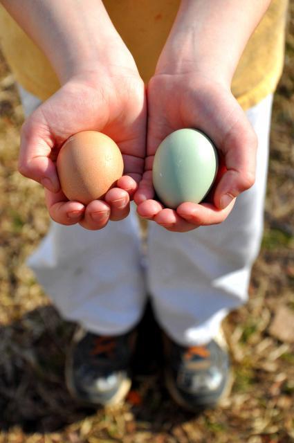 38863_first_eggs_2-27-10.jpg