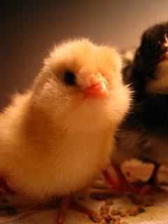 My Pet Chicken Babies At 9 Weeks Backyard Chickens
