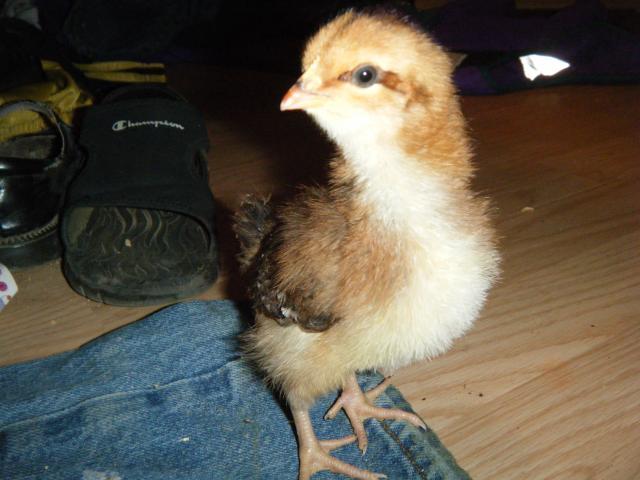 38869_dscf02861.jpg